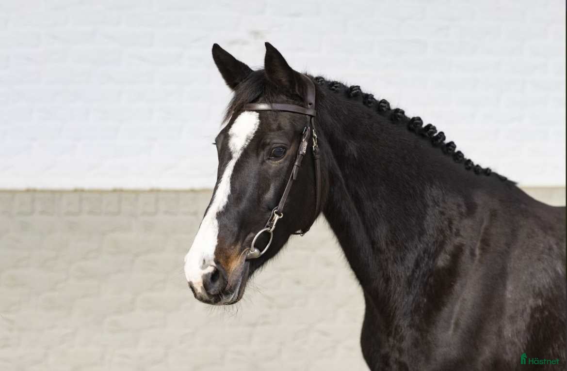  hästar Avelssto e. Cardento dräktig med Balou du Rouet i Åryd - Annons 12