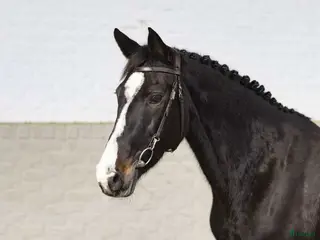 hästar Avelssto e. Cardento dräktig med Balou du Rouet i Åryd - Annons 12