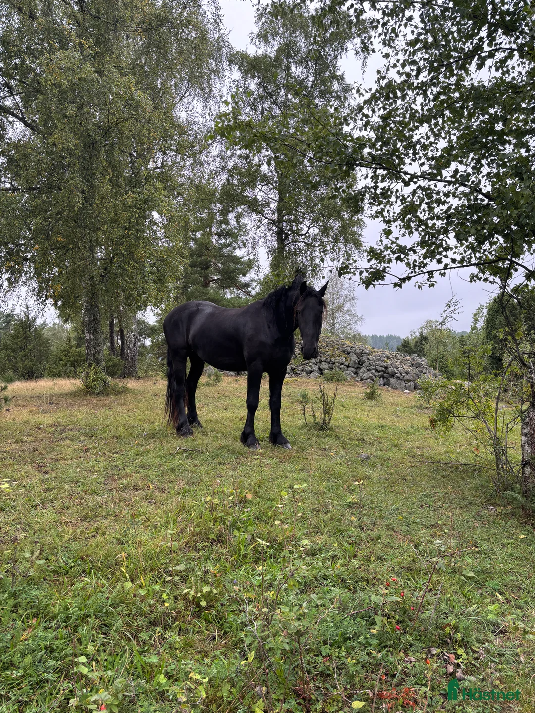Allround hästar till salu: Tyr af Harstahopen  - Annons 7