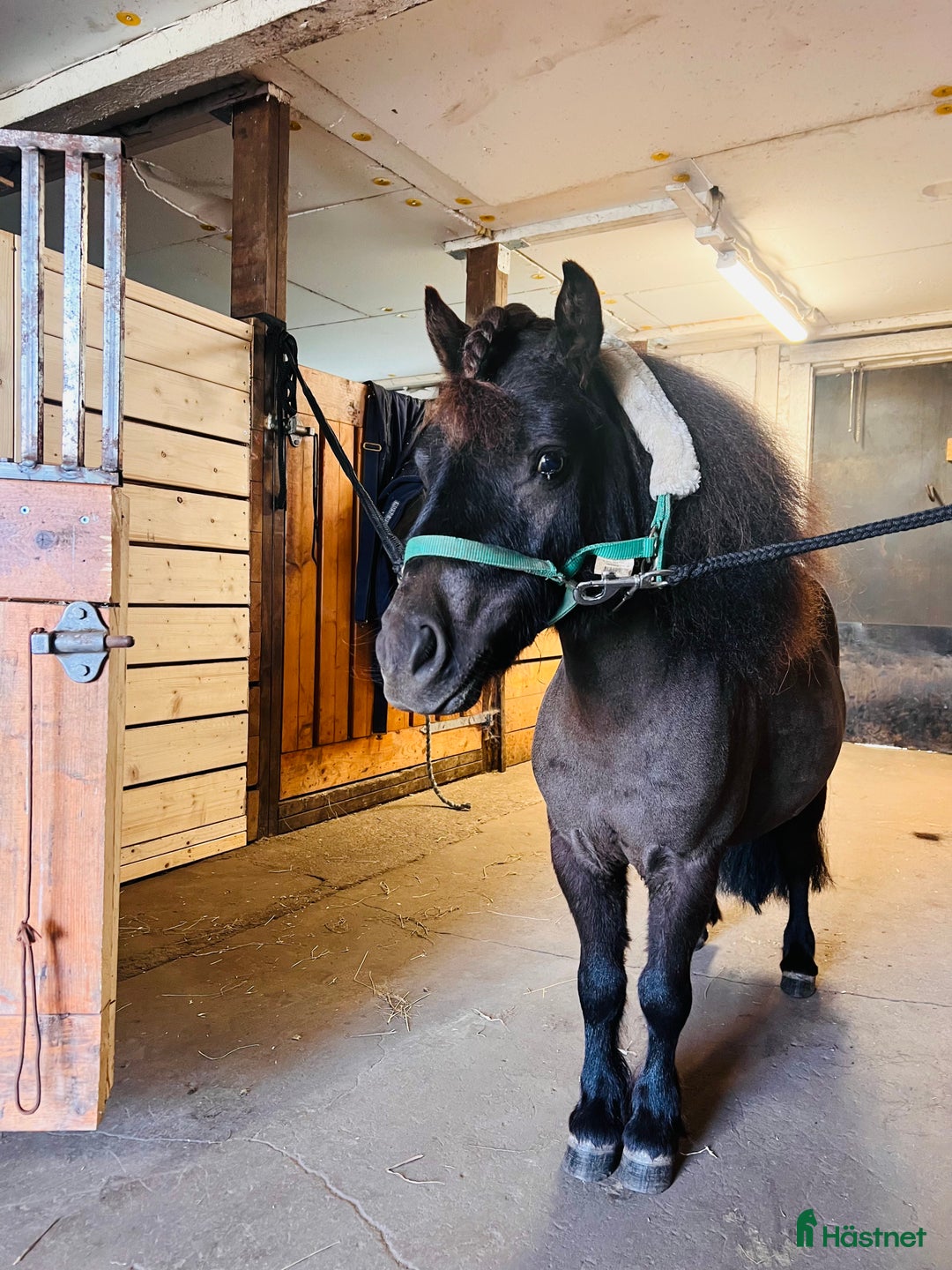 Allround hästar till salu: Världens sötaste tjej i Värnamo - Annons 5