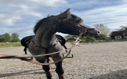 Allround hästar till salu: Sockersöt riden welshponny 3 år i Nybro - Annons 2