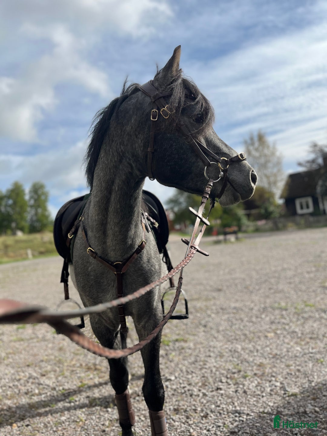 Allround hästar till salu: Sockersöt riden welshponny 3 år i Nybro - Annons 2