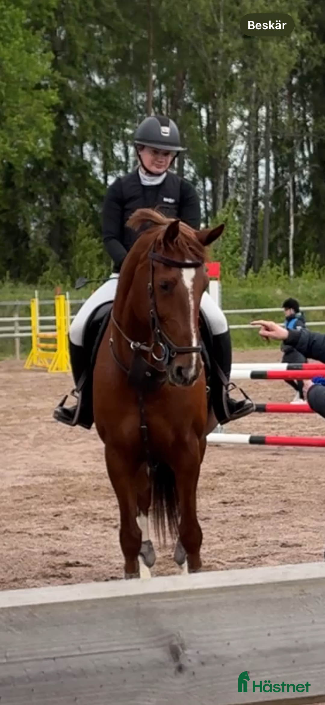 Hoppning hästar till salu: Fint hoppsto i Braås - Annons 5