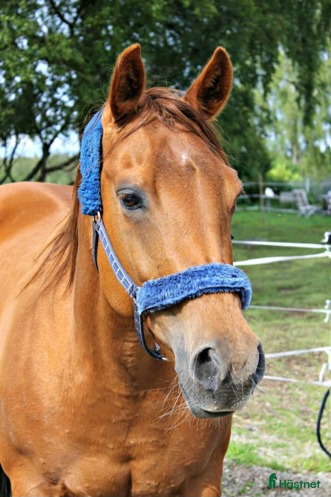 Allround hästar till salu: B-ponny och Quarter  i Uråsa - Annons 3