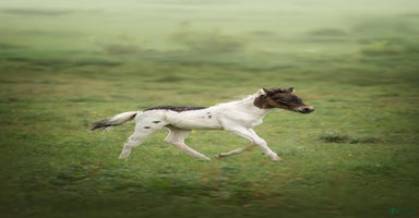  hästar America mini curly  i Ekshärad - Annons 11