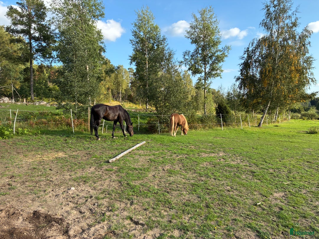  stallplats finnes: Stallplats i Åkersberga i Åkersberga - Annons 4