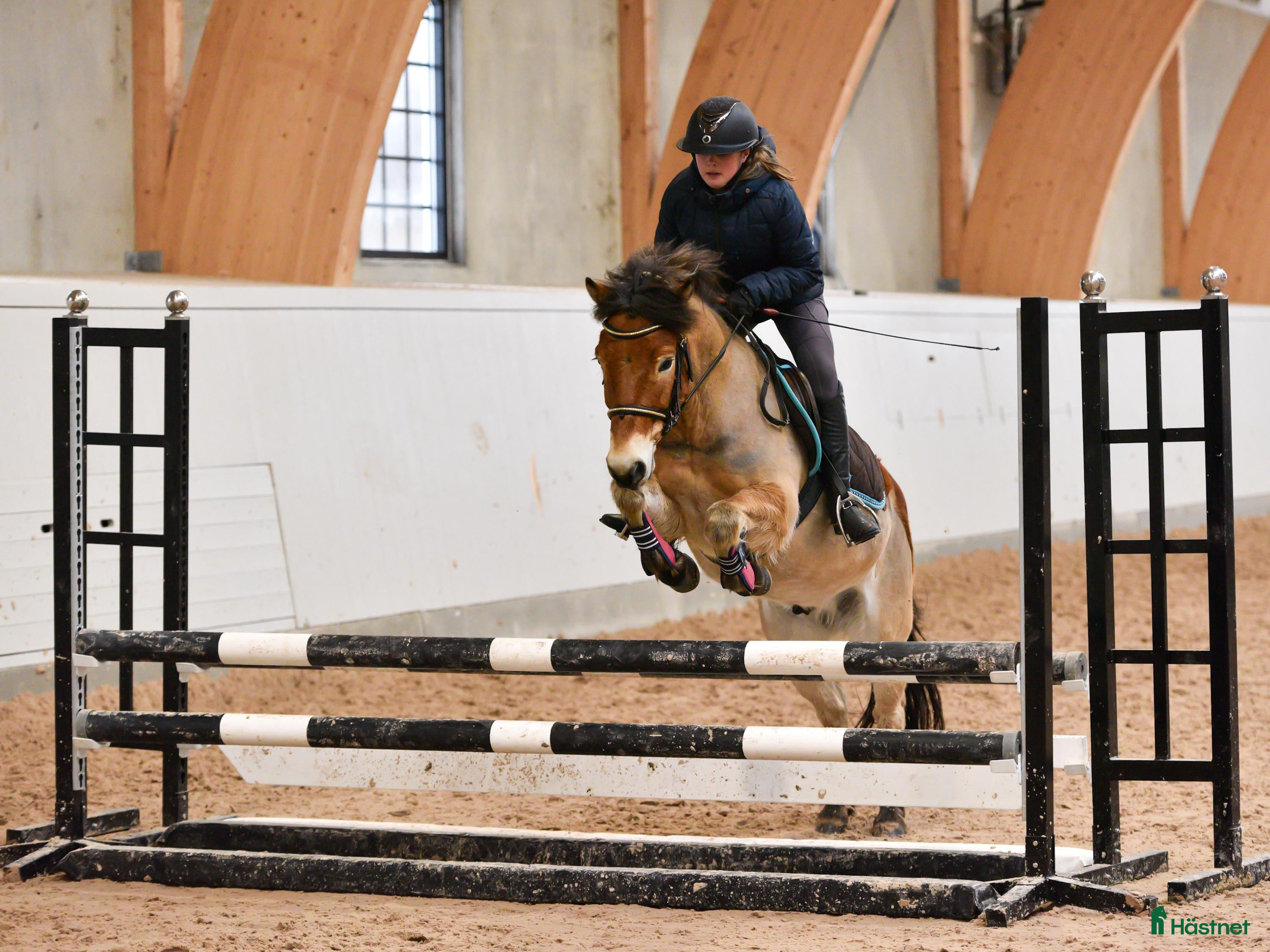  hästar Maxad B-ponny i Valdemarsvik - Annons 1
