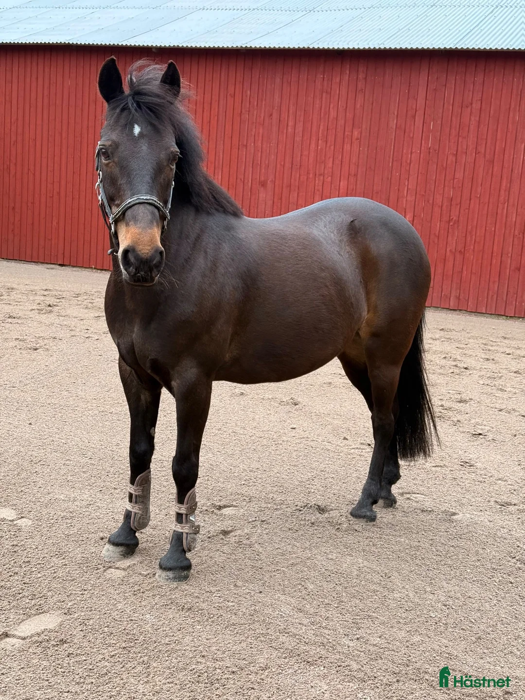 Övrigt hästar till salu: Reserverad !  Trygg, snäll och trevlig ponny - Annons 2