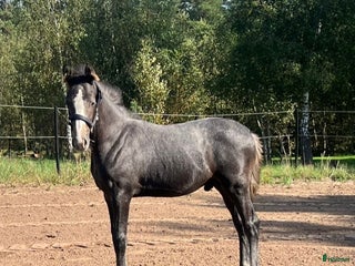 Hoppning hästar till salu: Cielo Blue i Blentarp - Annons 3