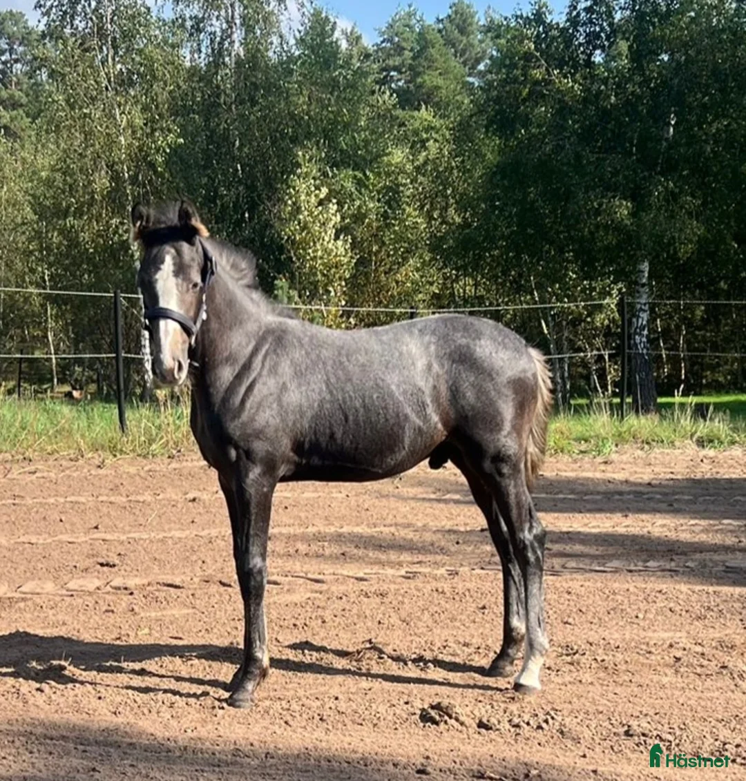 Hoppning hästar till salu: Cielo Blue i Blentarp - Annons 1