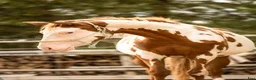 Western hästar till salu: Paint horse sto '24 Overo, Blickfångare !! - Annons 4