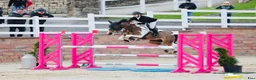 Hoppning hästar till salu: Jumping ponies  - Annons 17