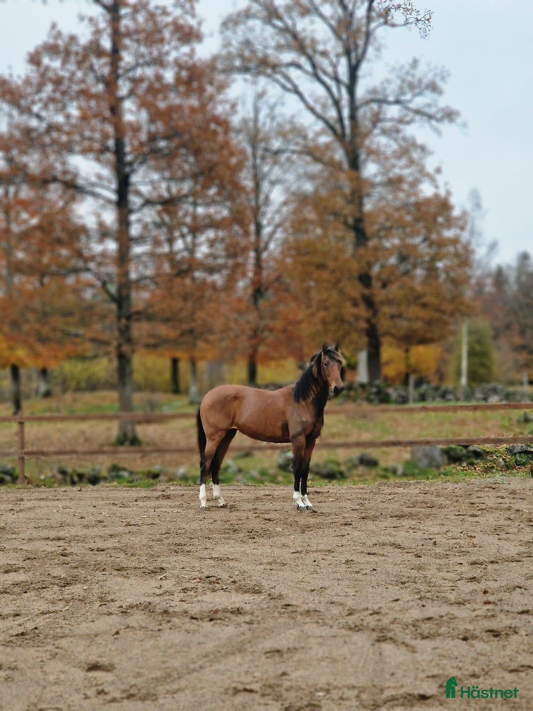 Allround hästar till salu: Prepartbreed åring  i Perstorp - Annons 6