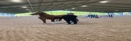 Allround hästar till salu: 5årig Guldgosse🌟 - Annons 1