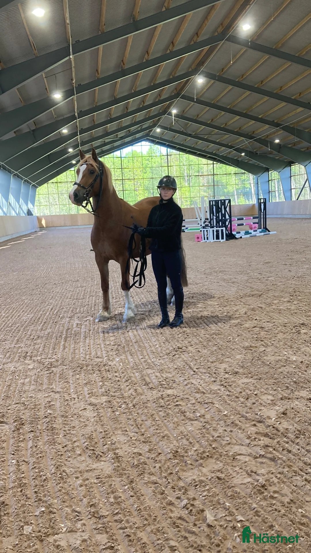 Allround hästar till salu: 5årig Guldgosse🌟 - Annons 1
