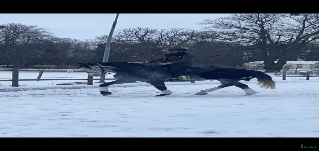 Galleribild {{count}}