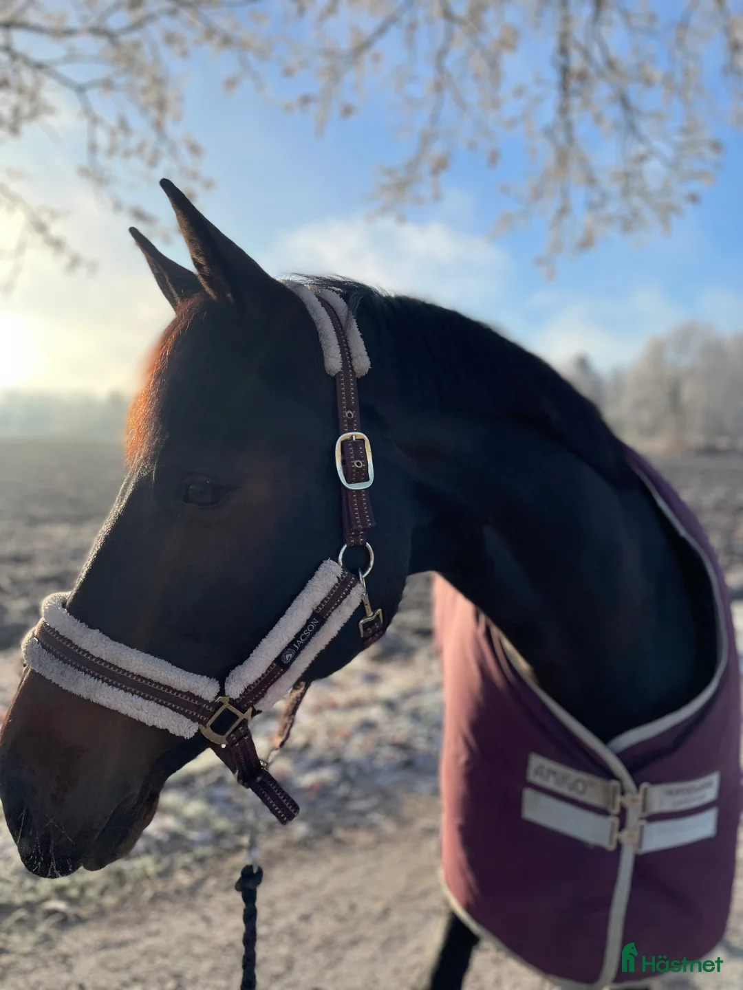 Hoppning hästar till salu: Trevligt SWB-sto i Kumla - Annons 3