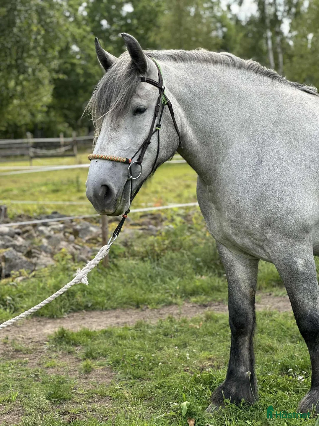 Körning hästar till salu: Sagolikt kallblodigt sto - Annons 2