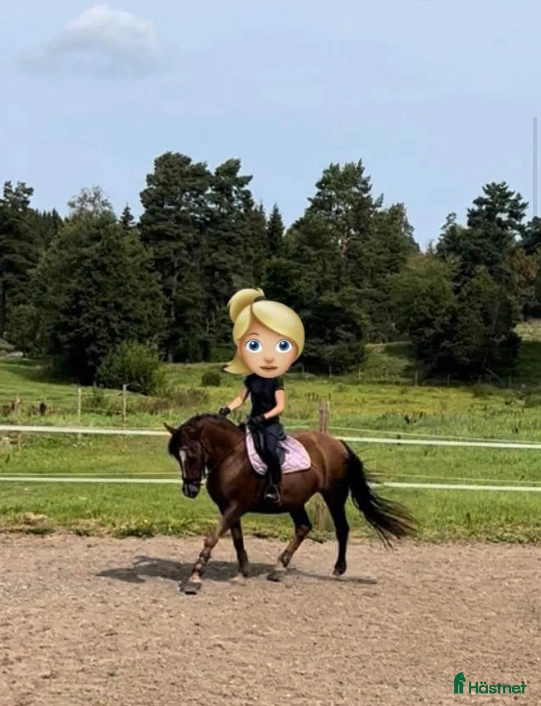 Övrigt hästar till salu: Vackert D-ponnysto - Annons 7