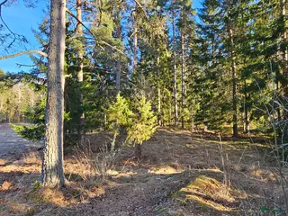 hästar Ridtravare sökes - Annons 8