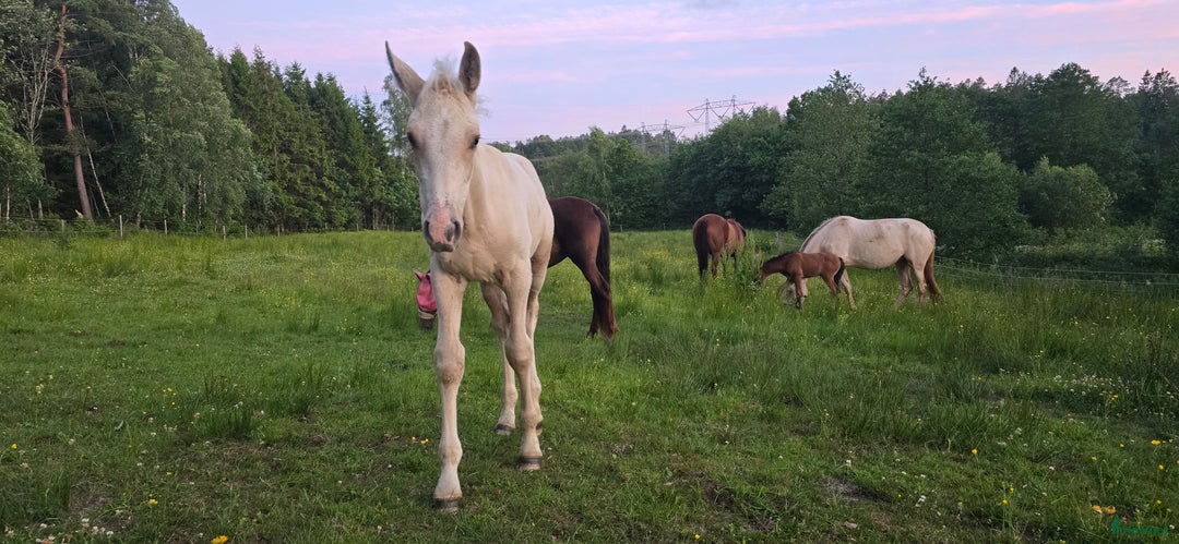 Dressyr hästar till salu:  PRE kille för den kräsna 💙 Palomino. Passa på i Veddige - Annons 19