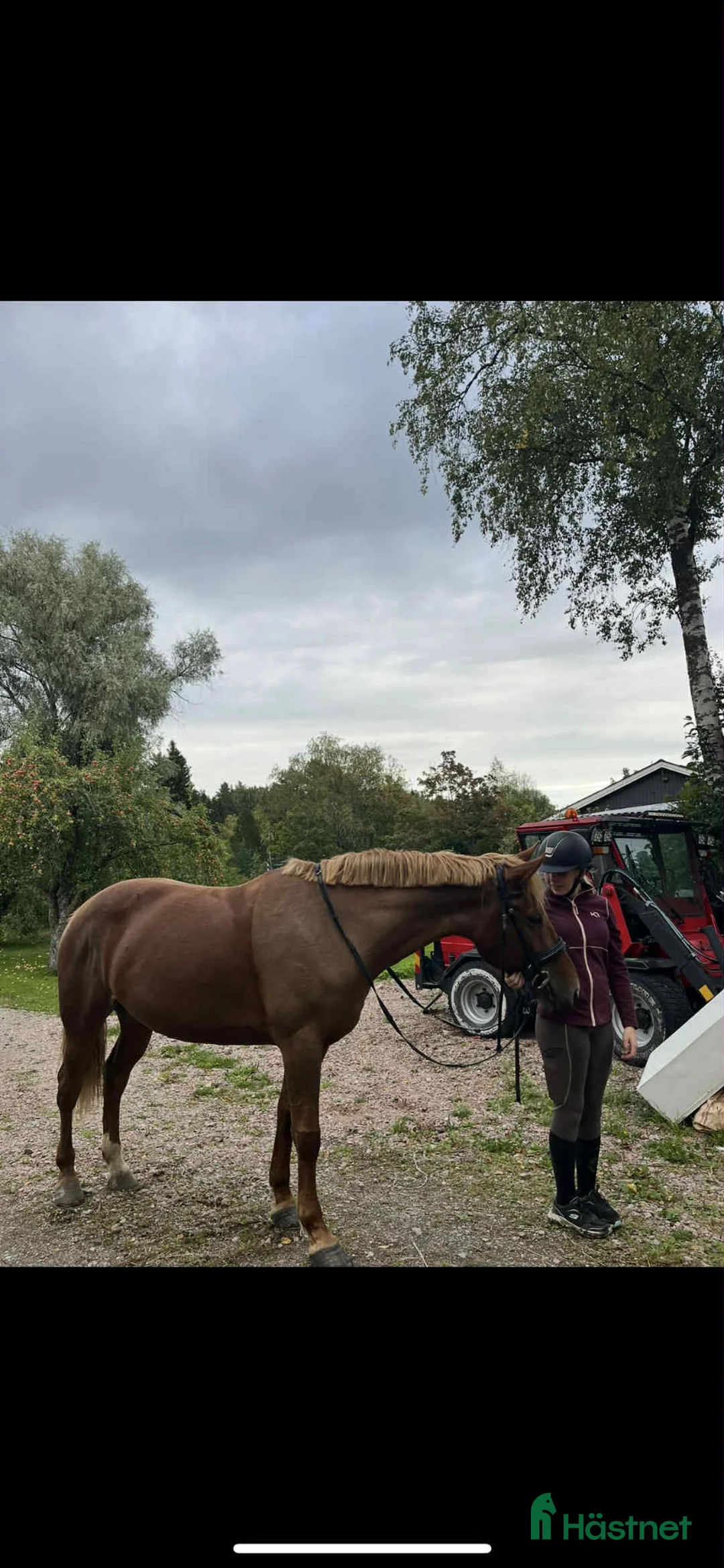 Allround hästar till salu: Maxad D-ponny till valfri disciplin. - Annons 4