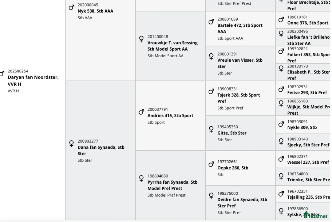 Dressyr hästar till salu: Daryan - lovande framtida sportstjärna - Annons 10