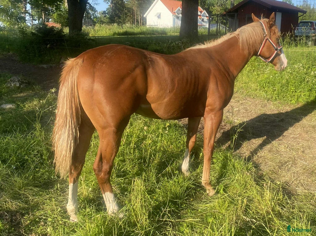 Western hästar till salu: Flashigt Reiningsto AQHA/APHA i Sävsjö - Annons 2