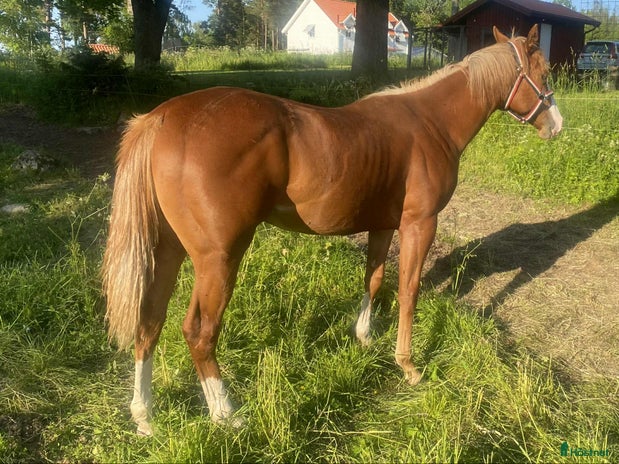 hästar i Sävsjö - Annons 4