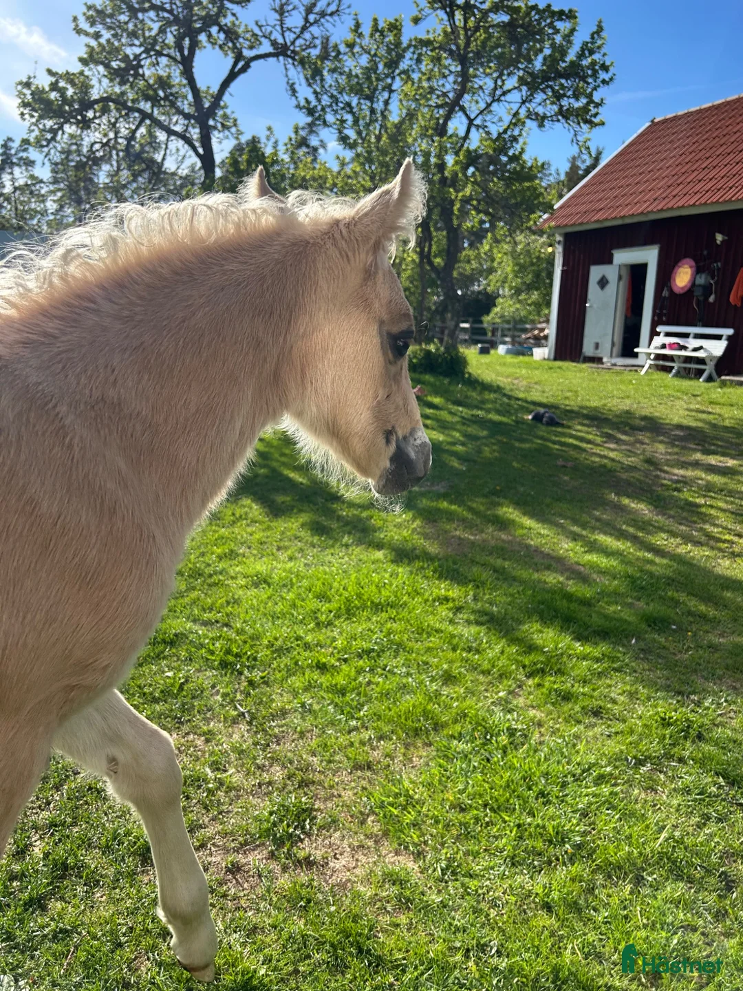 Allround hästar till salu: Finaste fölungen!  - Annons 3