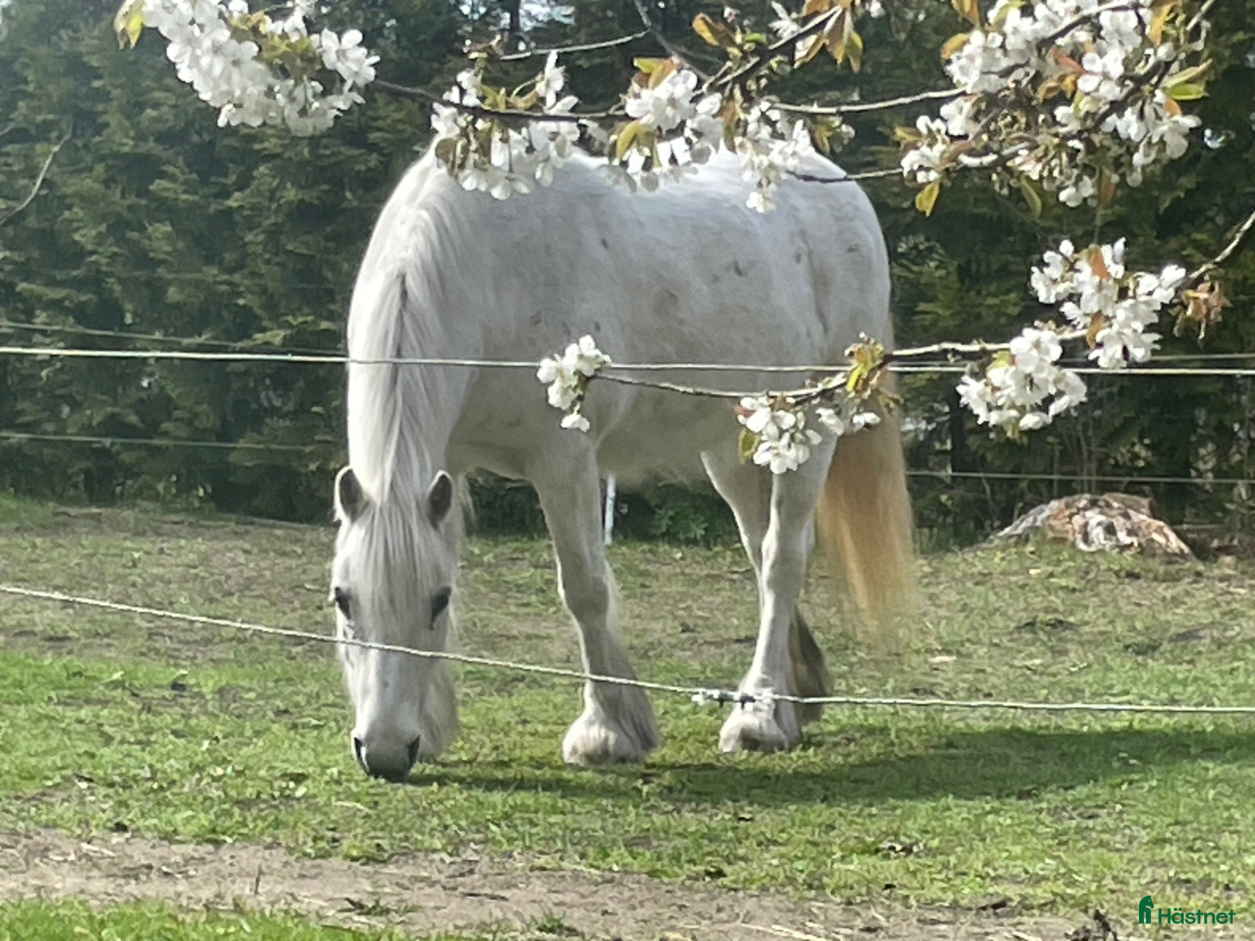  hästar Fellponny i Ärla - Annons 20
