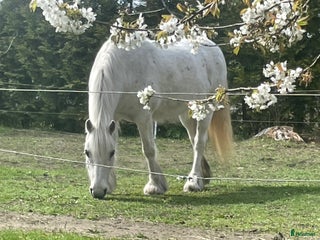 Allround hästar till salu: Fellponny i Ärla - Annons 2