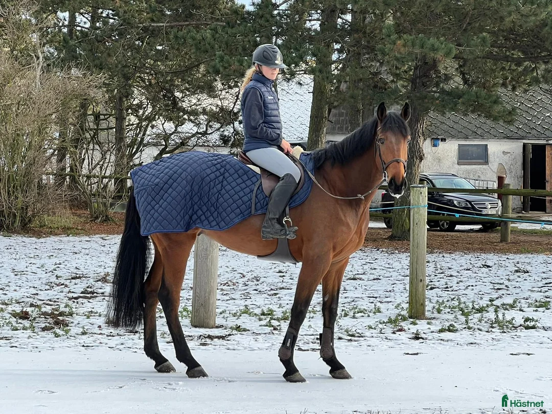 Hoppning hästar till salu: Super söt bästa vän!  i Vellinge - Annons 3
