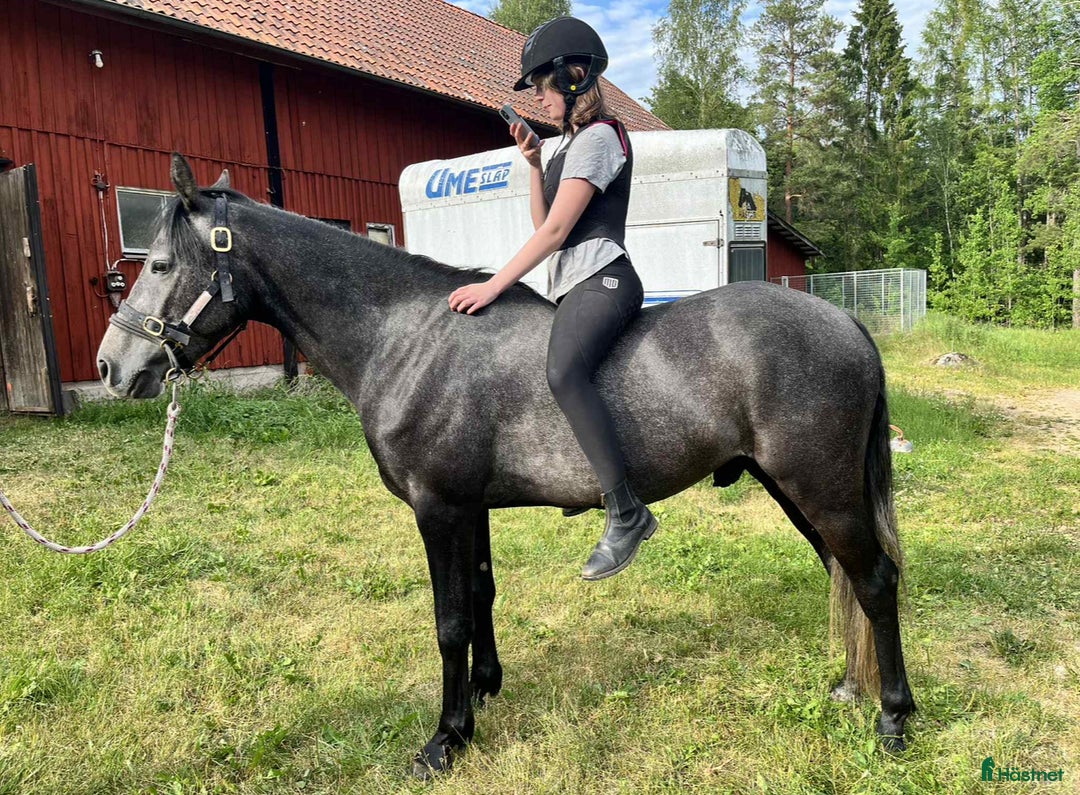 Allround hästar till salu: Underbar unghäst 🌟 i Berga - Annons 4