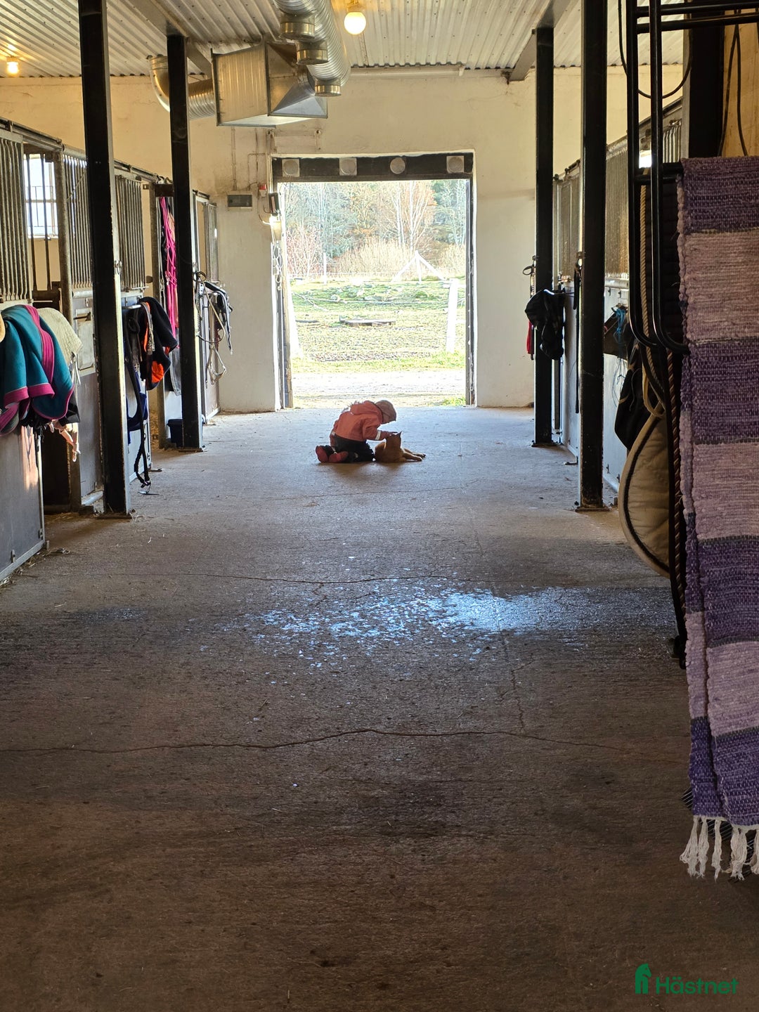 Övrigt hästar sökes: Söker  i Åkers Styckebruk - Annons 2