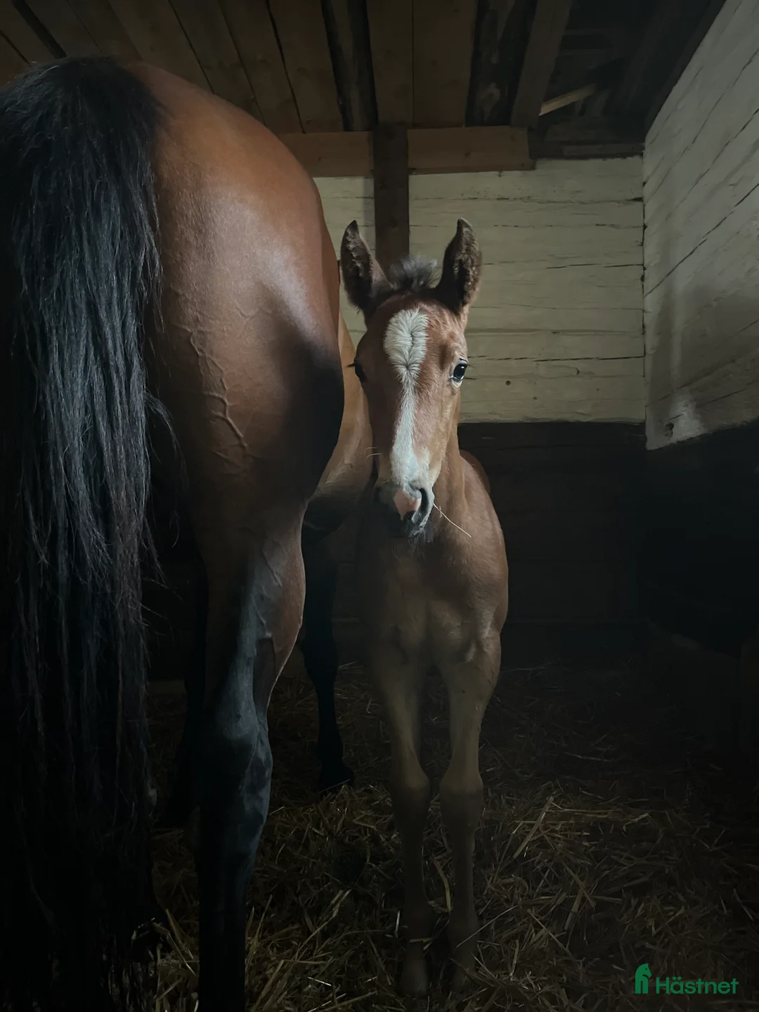 Allround hästar till salu: Framtida tävlingsponny med Galouetblod ⭐️ i Gislaved - Annons 4