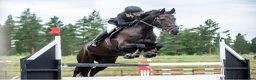 Allround hästar sökes: Letar efter en trevlig bästa kompis 🐴💛 - Annons 1