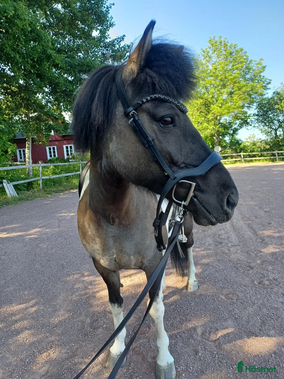 Allround hästar till salu: Social 5-gångare med personlighet på Åland i Grisslehamn - Annons 8