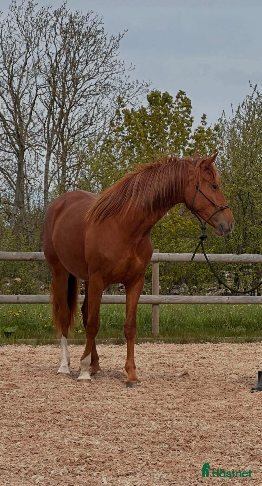  hästar Dröm häst-Kvalitets sto-avlad för ridbarhet   - Annons 2