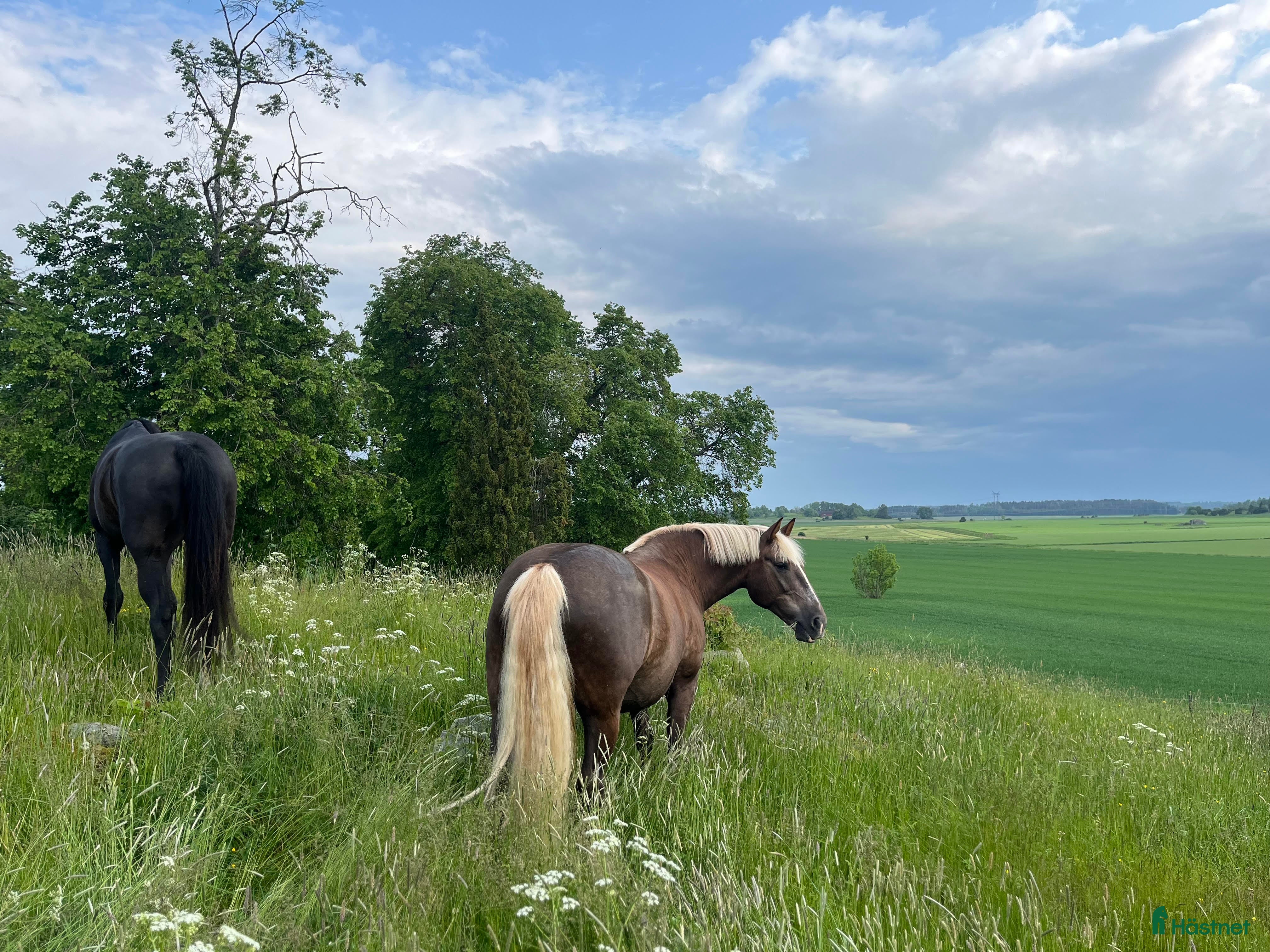  stallplats Sommarbete sökes till valack - Annons 1