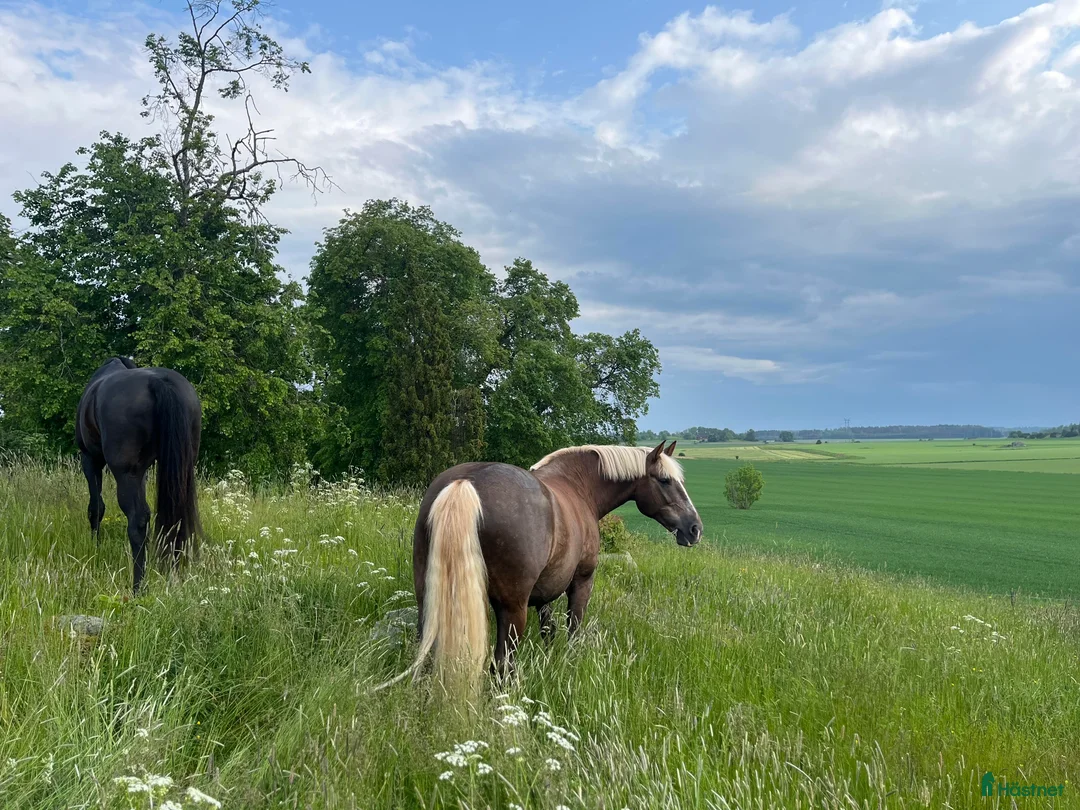  stallplats finnes: Sommarbete sökes till valack i Härnösand - Annons 1
