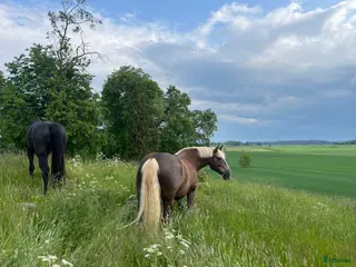 stallplats Sommarbete sökes till valack - Annons 1