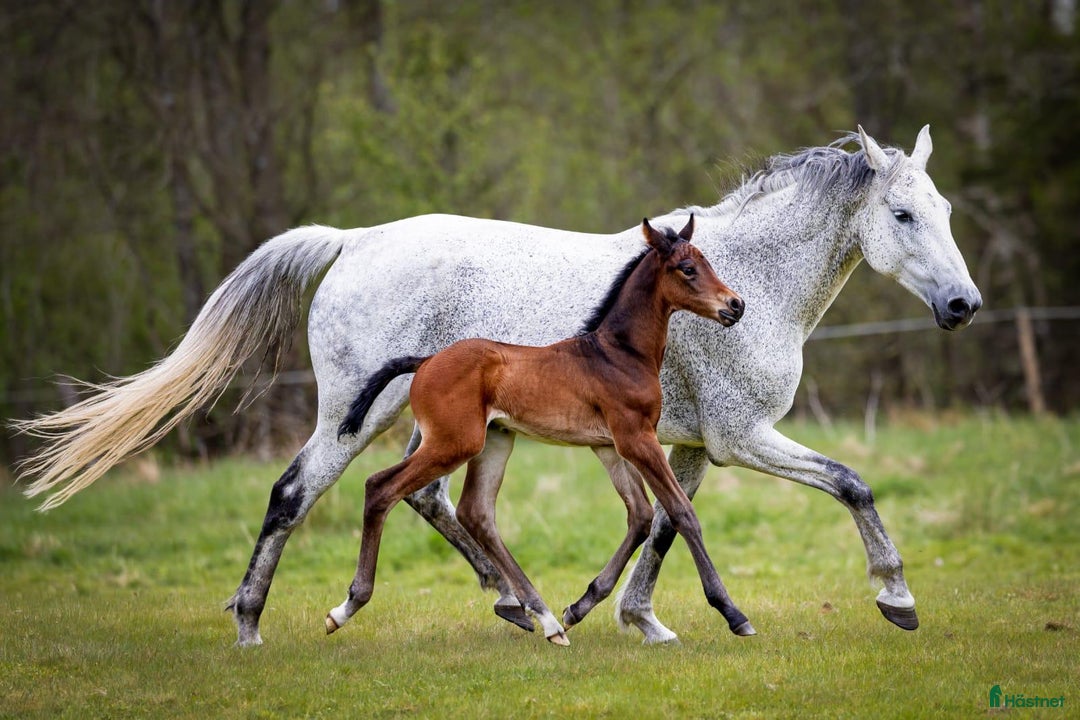 Hoppning hästar till salu: Fantastic Colt for Sale – by Hardrock Z x Indoctro i Ullared - Annons 7