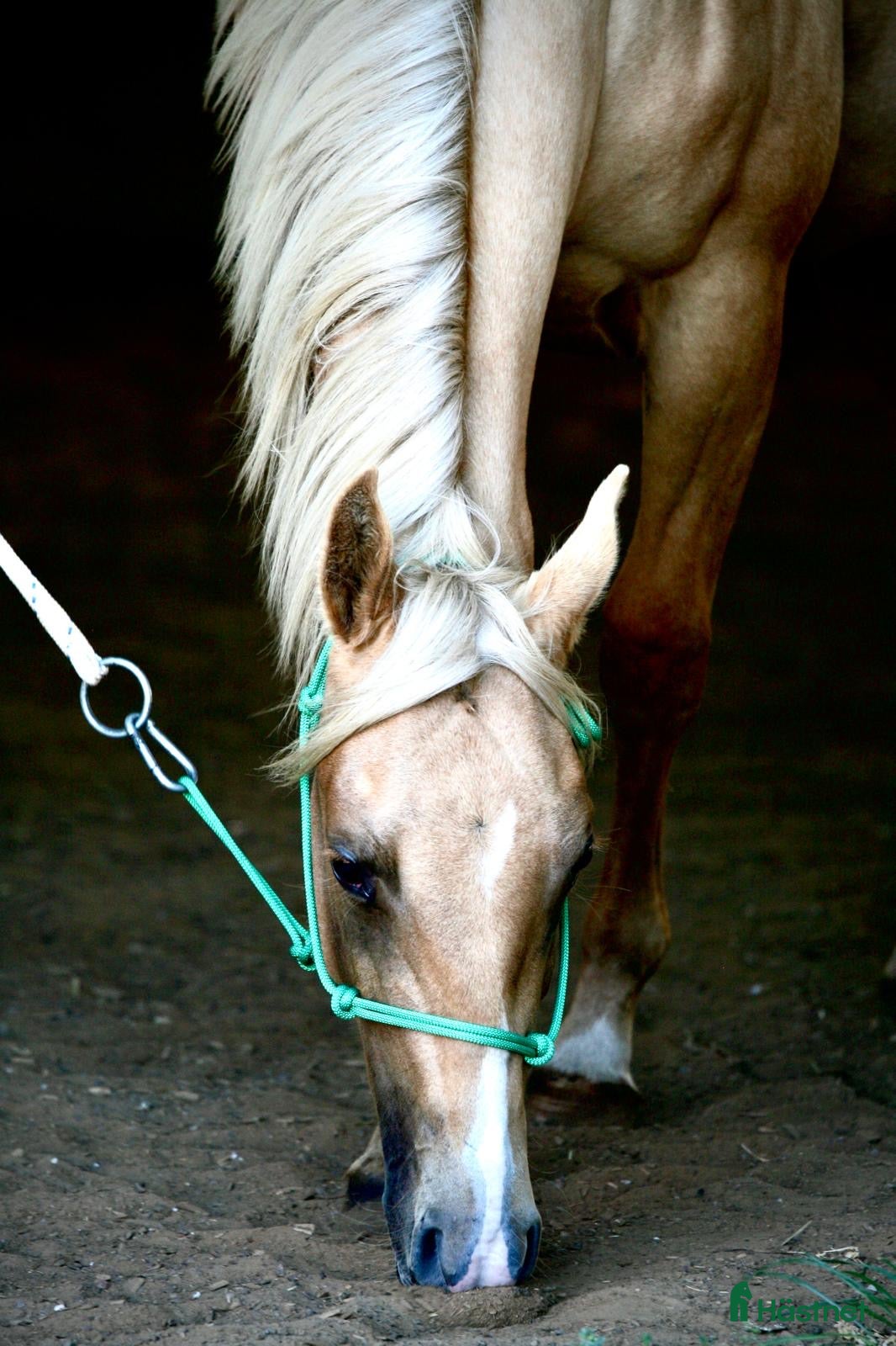  hästar Palomino quartersto i Lidköping - Annons 19