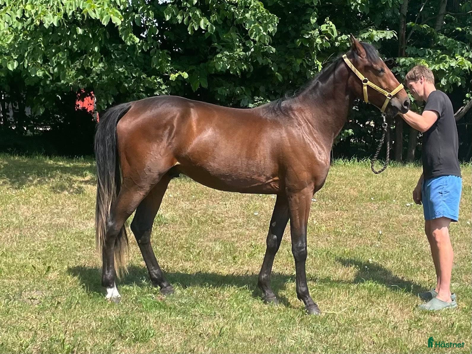  hästar 2-årig valack till trav - Annons 1