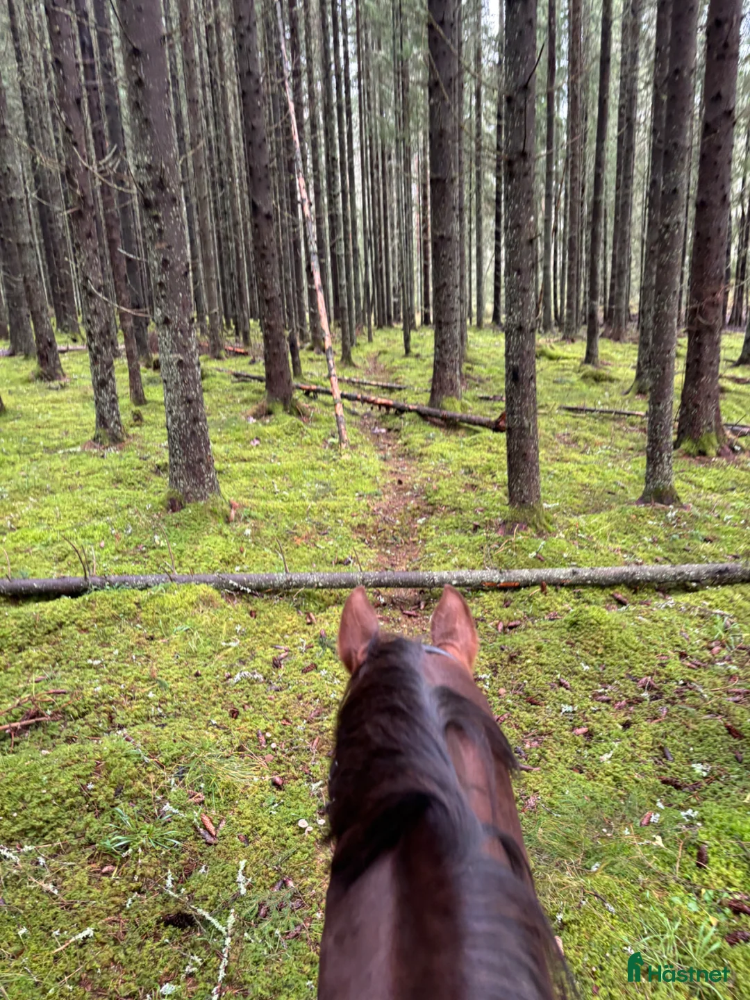 Avelshästar hästar till salu: Sto e: Total Hope till avel/promenad - Annons 2