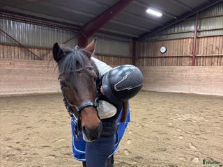 hästar Foderponny sökes i Eskilstuna - Annons 5