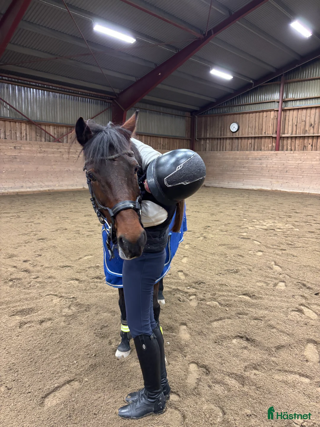 Hoppning hästar sökes: Foderponny sökes i Eskilstuna - Annons 1