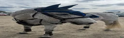Hoppning hästar till salu: En på miljonen 💎  - Annons 3