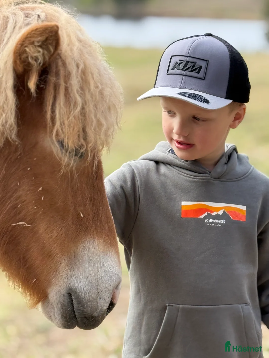 Island hästar till salu: Bedårande söt och lovande sto i Ljusdal - Annons 4